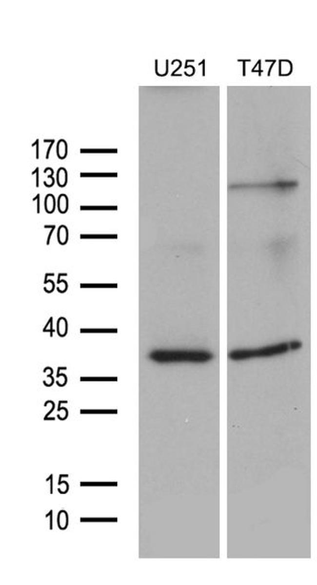 DIMT1L Antibody in Western Blot (WB)