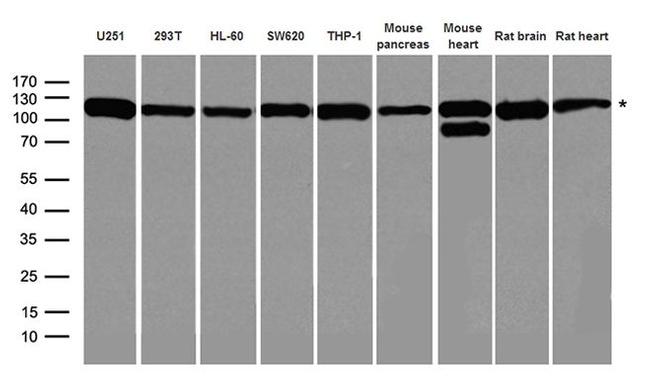 DISC1 Antibody in Western Blot (WB)