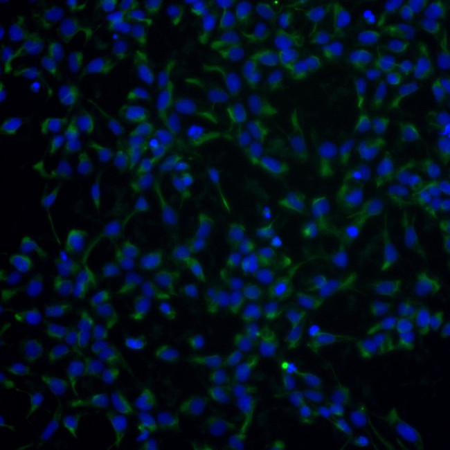 DISC1 Antibody in Immunocytochemistry (ICC/IF)