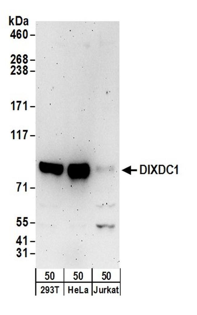 DIXDC1 Antibody in Western Blot (WB)