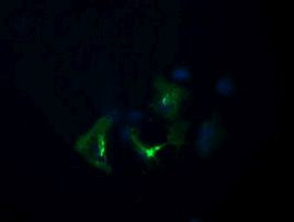 DIXDC1 Antibody in Immunocytochemistry (ICC/IF)