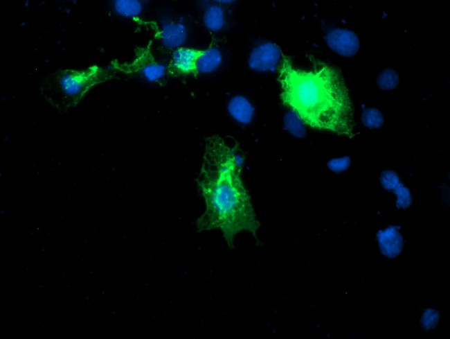 DIXDC1 Antibody in Immunocytochemistry (ICC/IF)