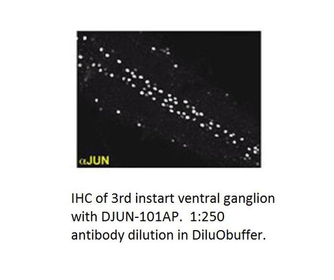 JunD Antibody in Immunohistochemistry (IHC)