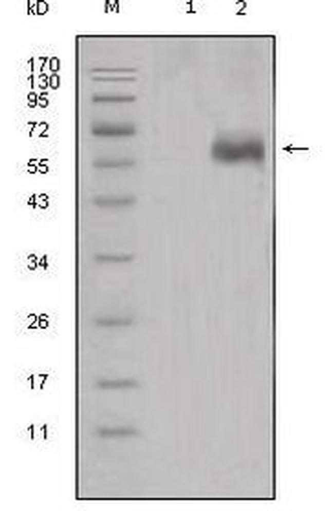 DKK1 Antibody in Western Blot (WB)