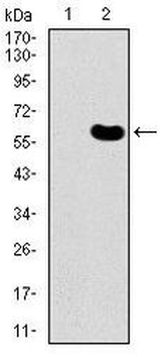 DKK3 Antibody in Western Blot (WB)