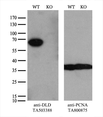 DLD Antibody