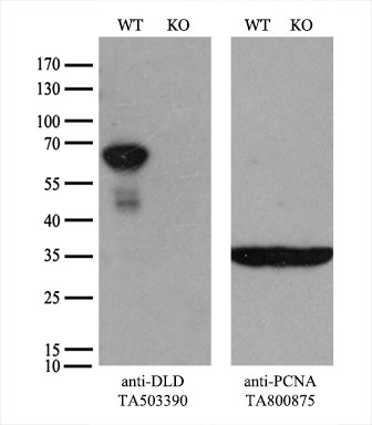 DLD Antibody