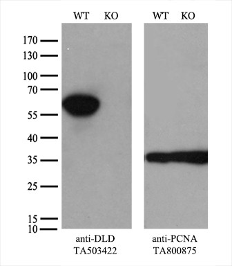 DLD Antibody