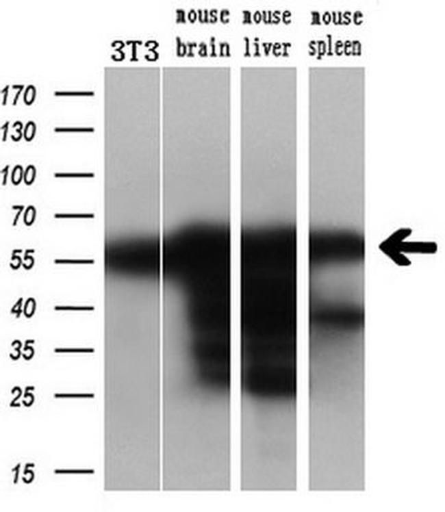 DLD Antibody in Western Blot (WB)