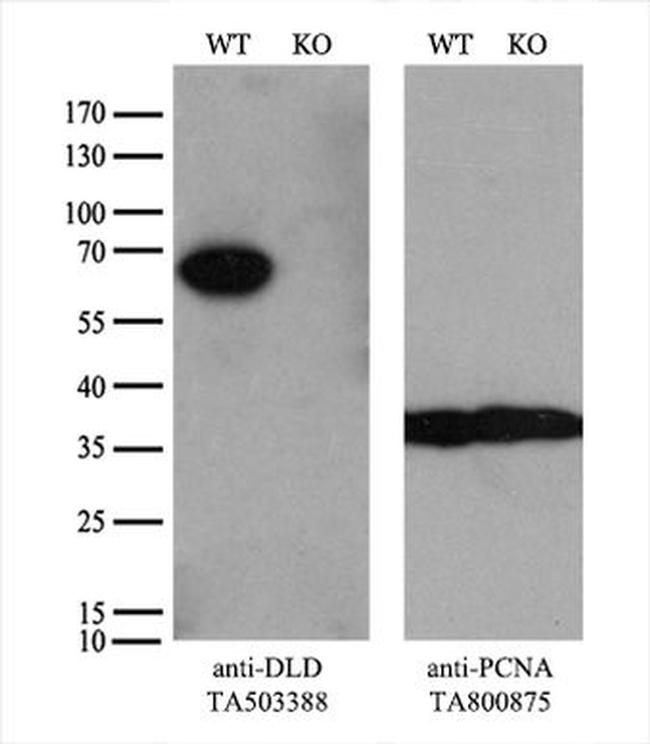 DLD Antibody in Western Blot (WB)