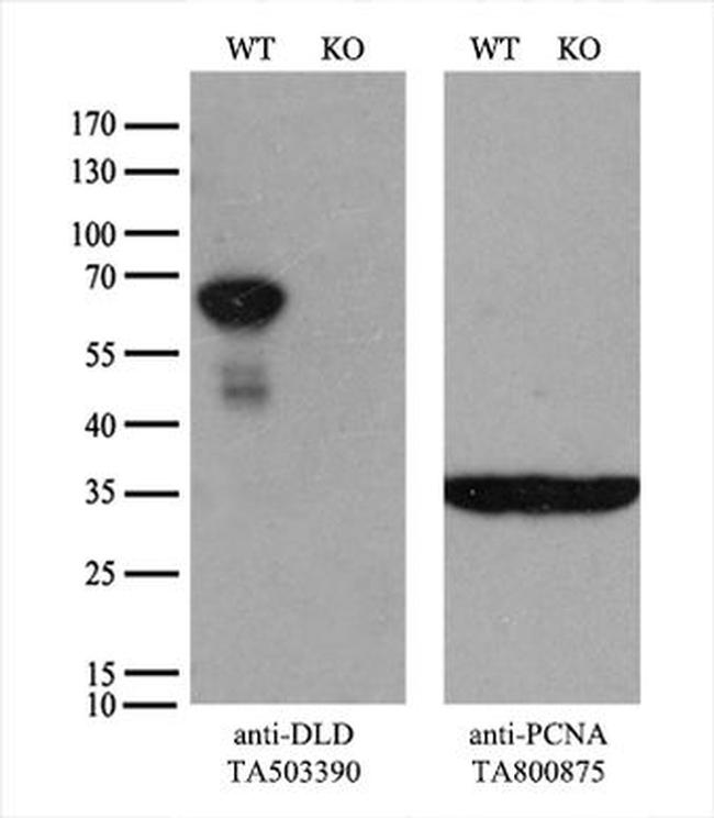 DLD Antibody in Western Blot (WB)