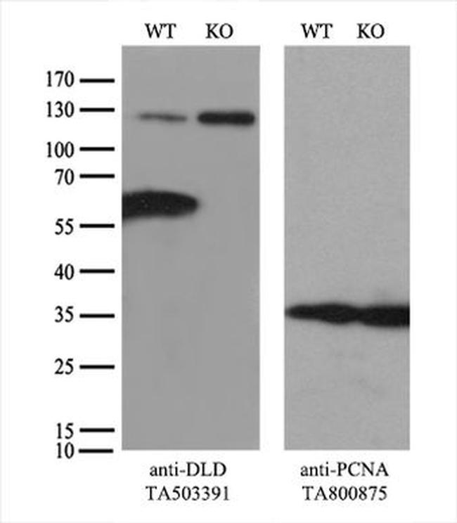 DLD Antibody in Western Blot (WB)