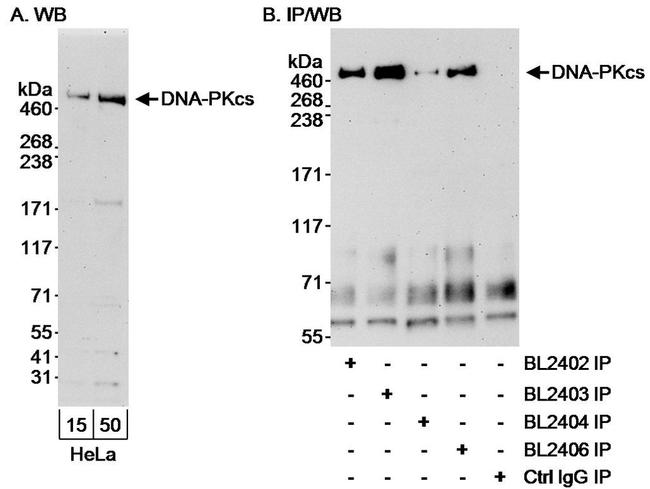 DNA-PKcs Antibody in Western Blot (WB)