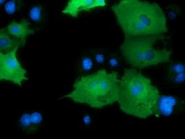 DNAJA2 Antibody in Immunocytochemistry (ICC/IF)