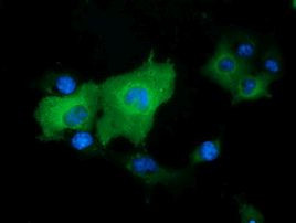 DNAJA2 Antibody in Immunocytochemistry (ICC/IF)