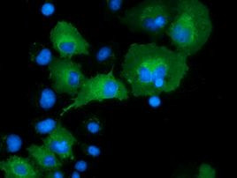 DNAJA2 Antibody in Immunocytochemistry (ICC/IF)