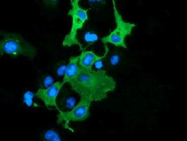 DNAJA2 Antibody in Immunocytochemistry (ICC/IF)