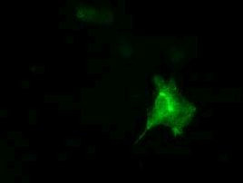 DNAJA2 Antibody in Immunocytochemistry (ICC/IF)