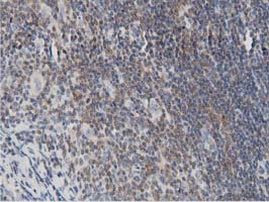 DNAJA2 Antibody in Immunohistochemistry (Paraffin) (IHC (P))