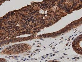 DNAJA2 Antibody in Immunohistochemistry (Paraffin) (IHC (P))