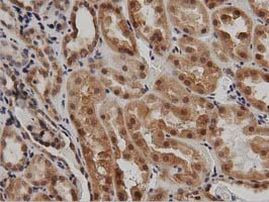 DNAJA2 Antibody in Immunohistochemistry (Paraffin) (IHC (P))