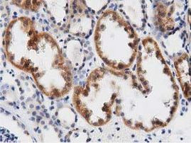 DNAJA2 Antibody in Immunohistochemistry (Paraffin) (IHC (P))