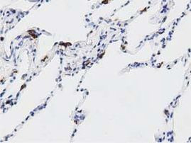 DNAJA2 Antibody in Immunohistochemistry (Paraffin) (IHC (P))