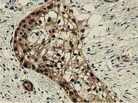 DNAJA2 Antibody in Immunohistochemistry (Paraffin) (IHC (P))