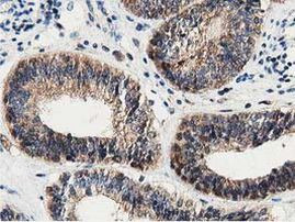 DNAJA2 Antibody in Immunohistochemistry (Paraffin) (IHC (P))