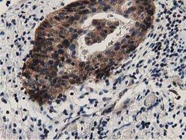 DNAJA2 Antibody in Immunohistochemistry (Paraffin) (IHC (P))