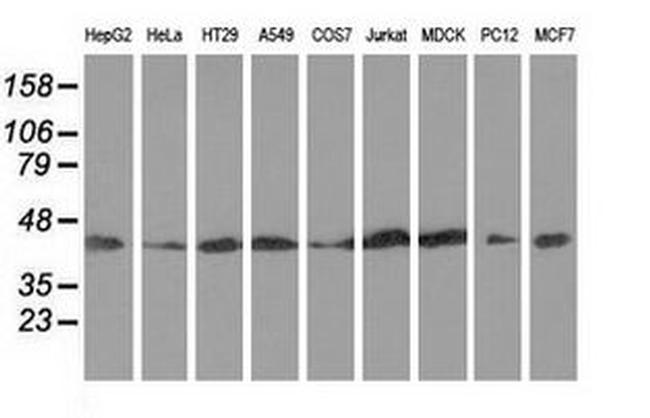 DNAJA2 Antibody in Western Blot (WB)