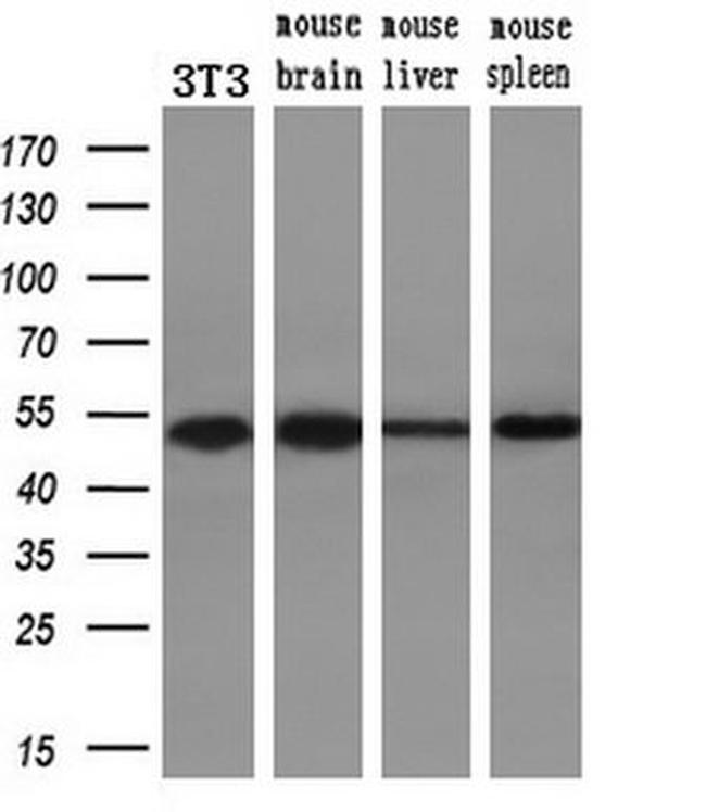 DNAJA2 Antibody in Western Blot (WB)