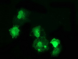 DNAJB1 Antibody in Immunocytochemistry (ICC/IF)