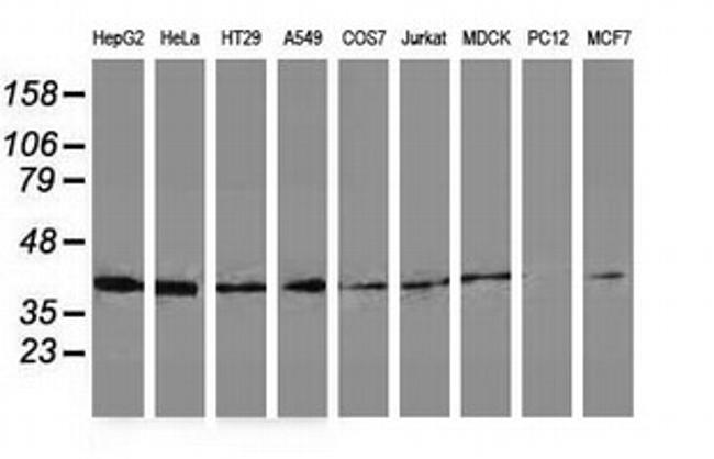 DNAJB1 Antibody in Western Blot (WB)