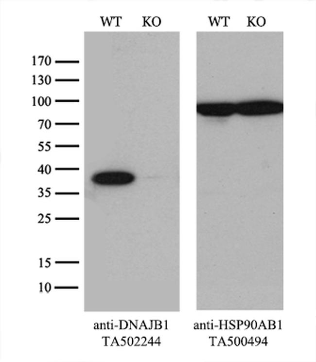 DNAJB1 Antibody in Western Blot (WB)