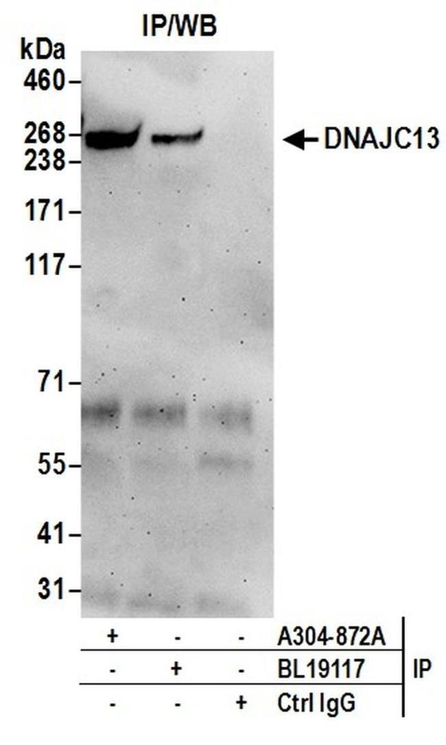 DNAJC13 Antibody in Western Blot (WB)