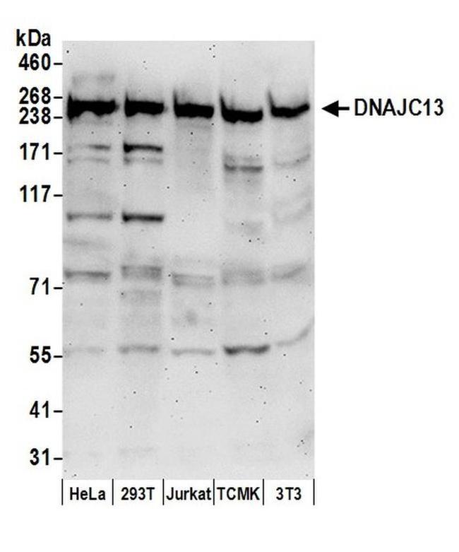 DNAJC13 Antibody in Western Blot (WB)