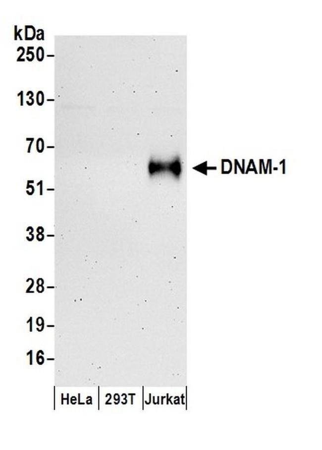 DNAM-1 Antibody in Western Blot (WB)