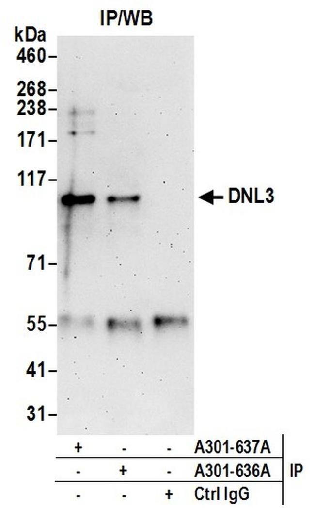 DNL3 Antibody in Western Blot (WB)