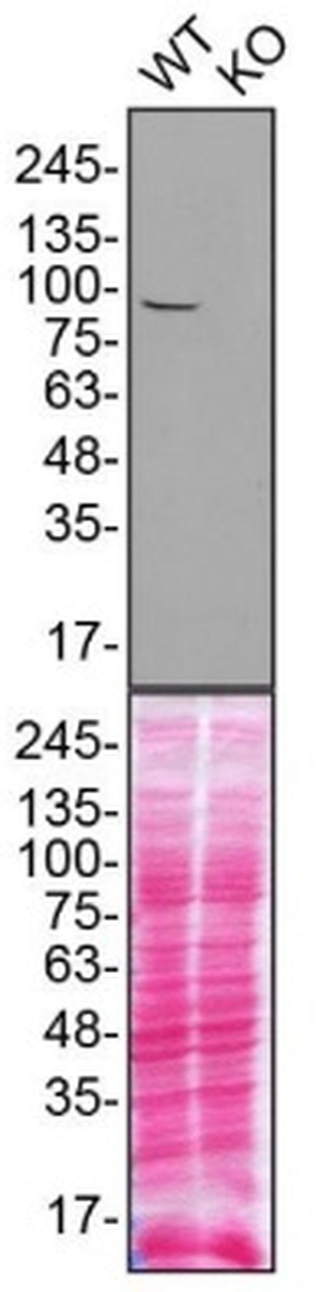 Dynamin 1 Antibody in Western Blot (WB)