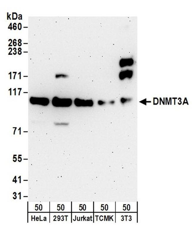 DNMT3A Antibody in Western Blot (WB)