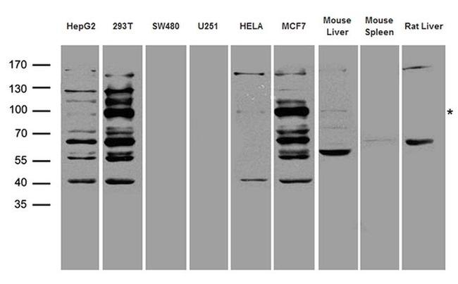 DNMT3B Antibody in Western Blot (WB)