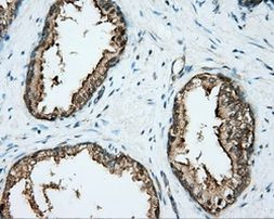 DNTTIP1 Antibody in Immunohistochemistry (Paraffin) (IHC (P))