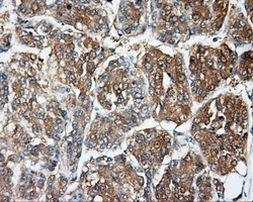 DNTTIP1 Antibody in Immunohistochemistry (Paraffin) (IHC (P))