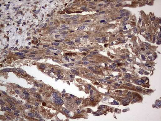 DOCK8 Antibody in Immunohistochemistry (Paraffin) (IHC (P))