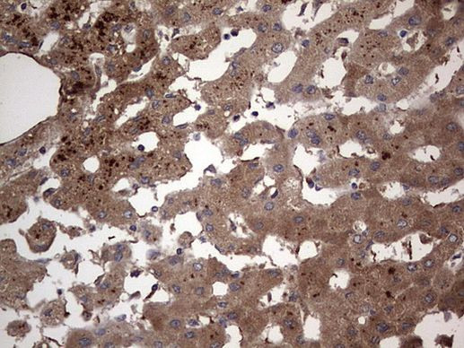 DOCK8 Antibody in Immunohistochemistry (Paraffin) (IHC (P))