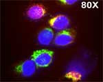 MPO Antibody in Immunocytochemistry (ICC/IF)