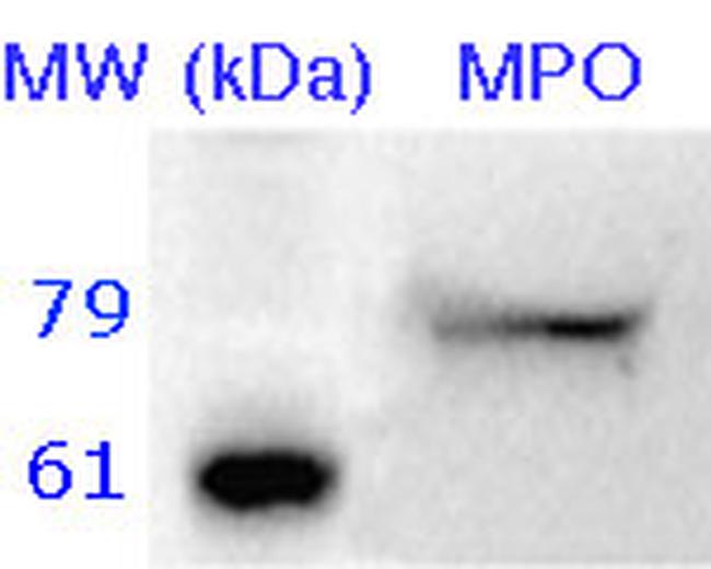 MPO Antibody in Western Blot (WB)