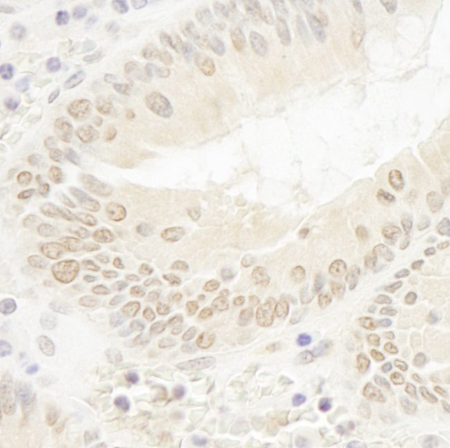 DOT1L Antibody in Immunohistochemistry (IHC)