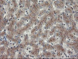 DPH2 Antibody in Immunohistochemistry (Paraffin) (IHC (P))